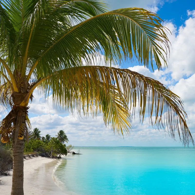 Palm Tree and Ocean in Holbox