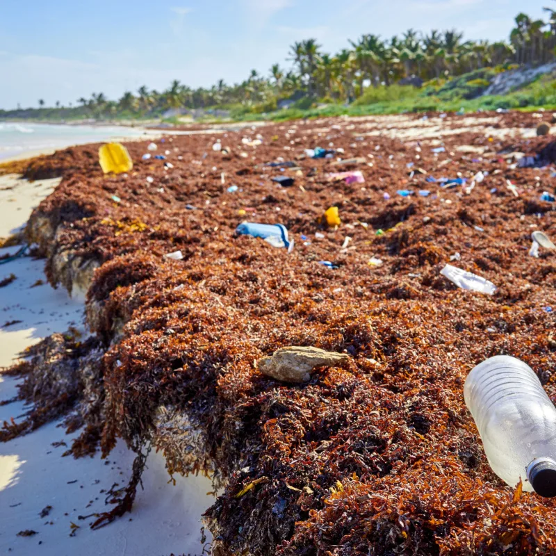 Sargassum rubbish on beach