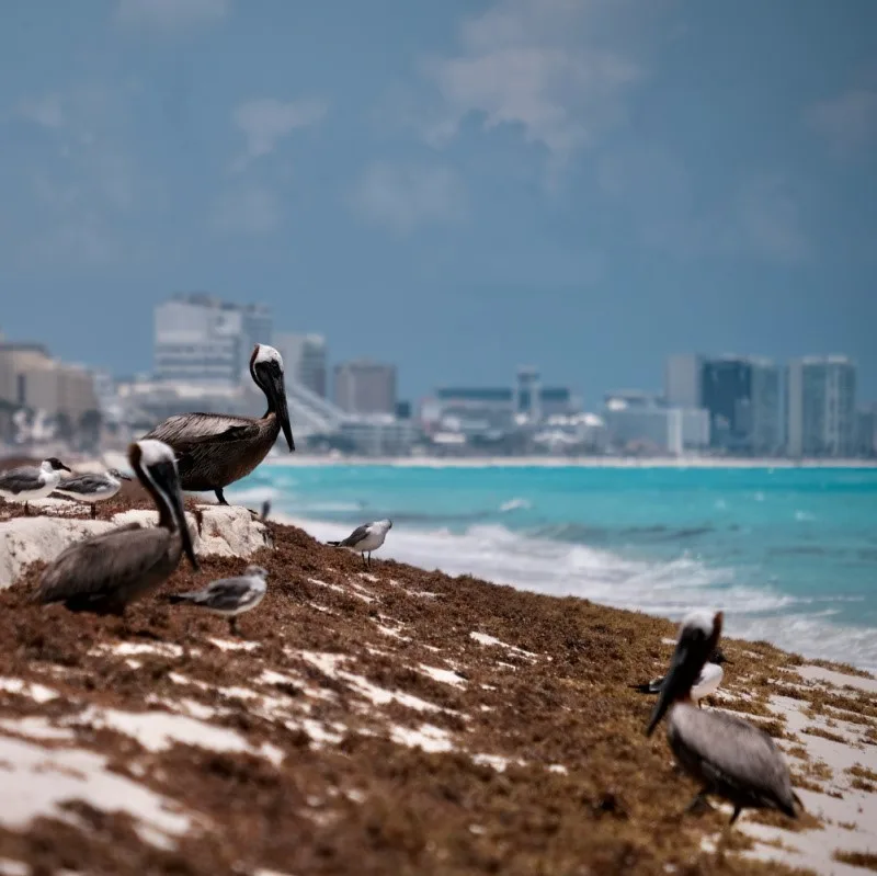 Sargassum with Hotels in Background and a bird in the foreground.