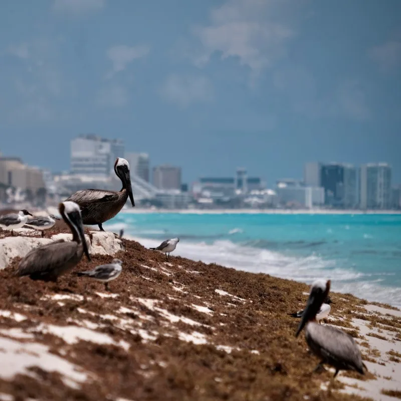 Sargassum with Hotels in Background