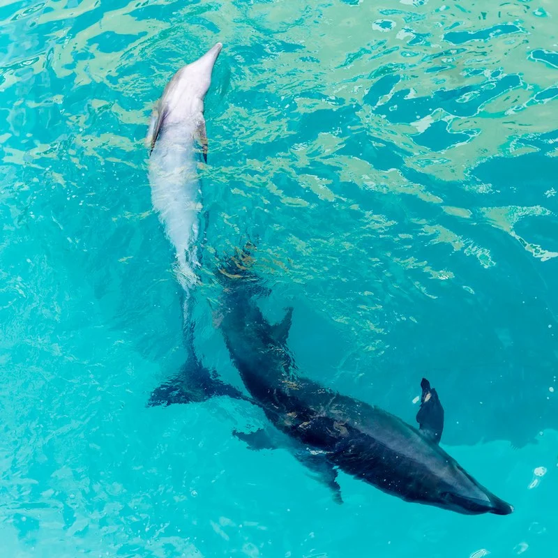 Two dolphins in captivity seen from above swim close to each other, their tails almost touching. Cancun, Quintana Roo, Mexico.