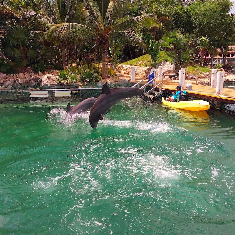 Dolphins jump out of the water after being fed by their trainer in the marina of Puerto Aventuras, a popular coastal town on the Riviera Maya, Mexico