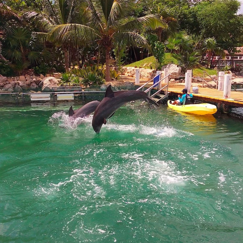 Dolphins jumping out of water after being fed by their trainer in marina in Puerto Aventuras, popular coastal town in Riviera Maya, Mexico