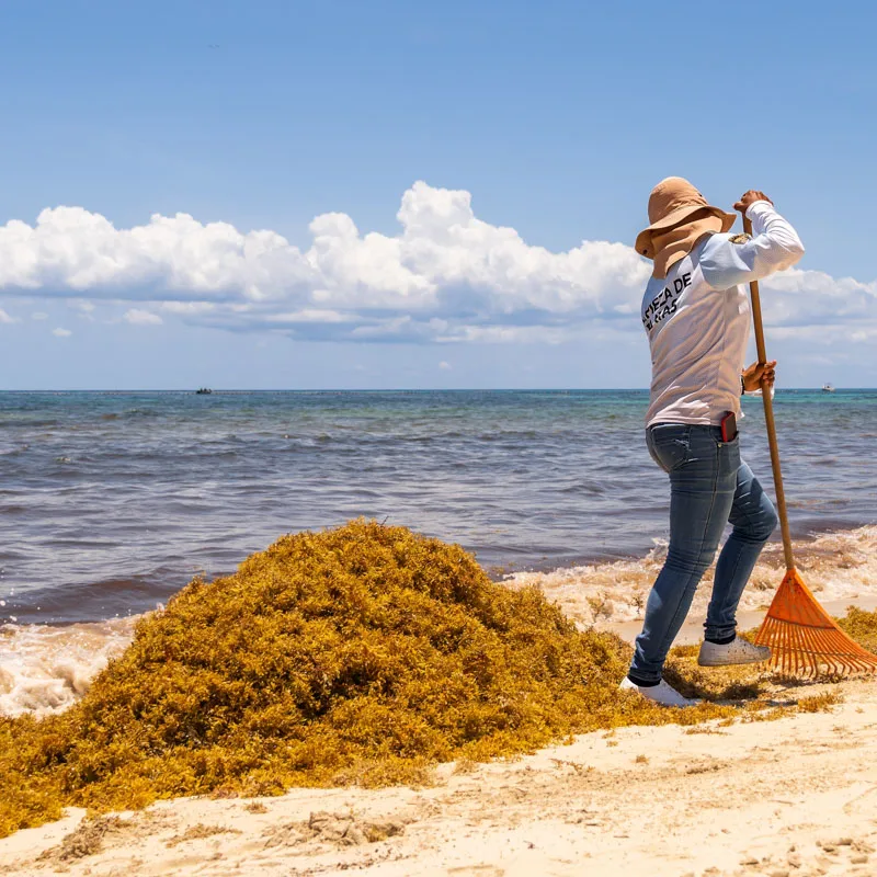 person collecting sargassum
