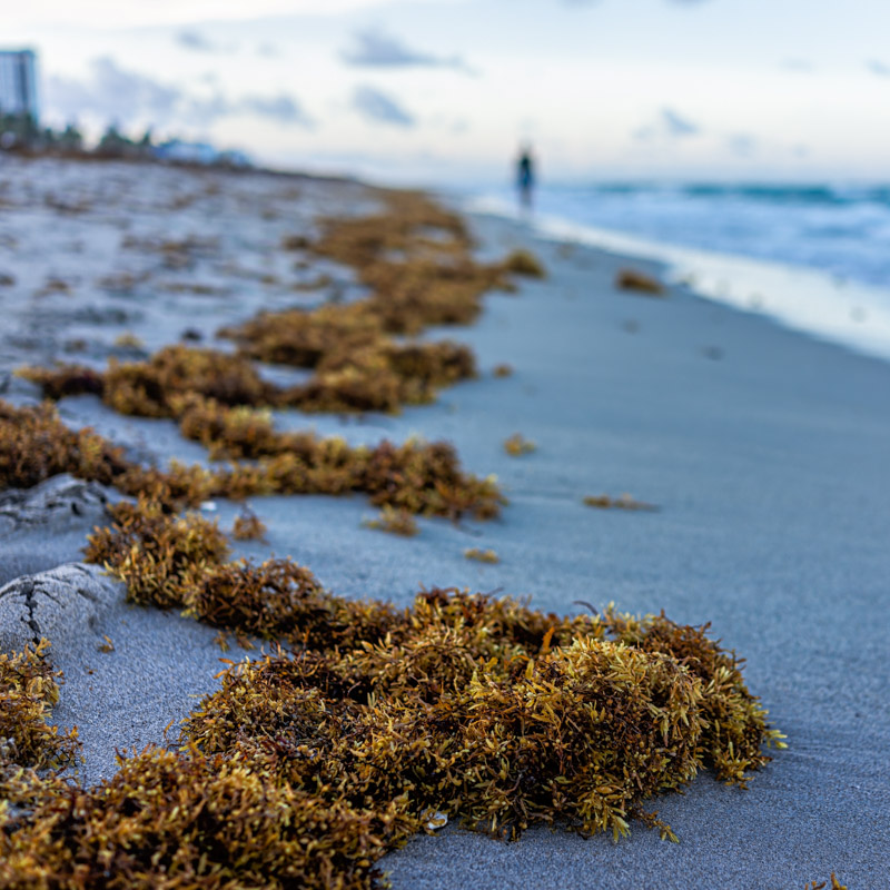 seaweed on sand