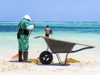 How Much Seaweed To Expect On Cancun Beaches This Winter FEAT