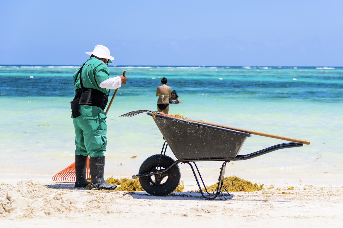 How Much Seaweed To Expect On Cancun Beaches This Winter