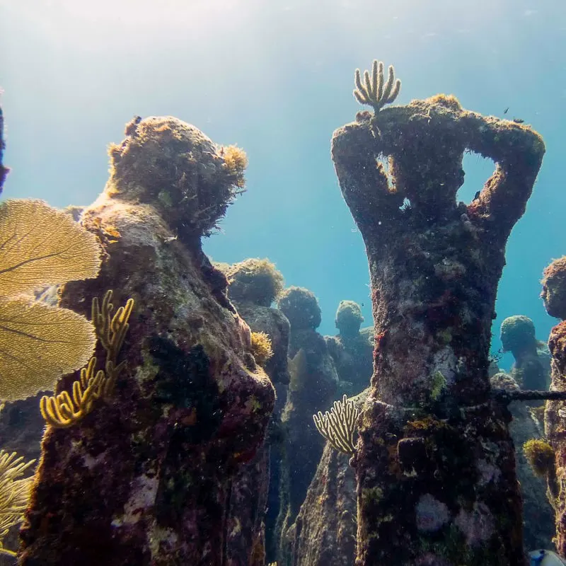 sculptures at the MUSA, growing algae and coral on them 