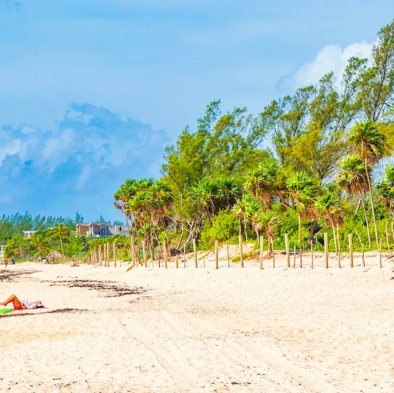 sand and palm trees at Playa 88 beach in Playa del Carmen during the day.