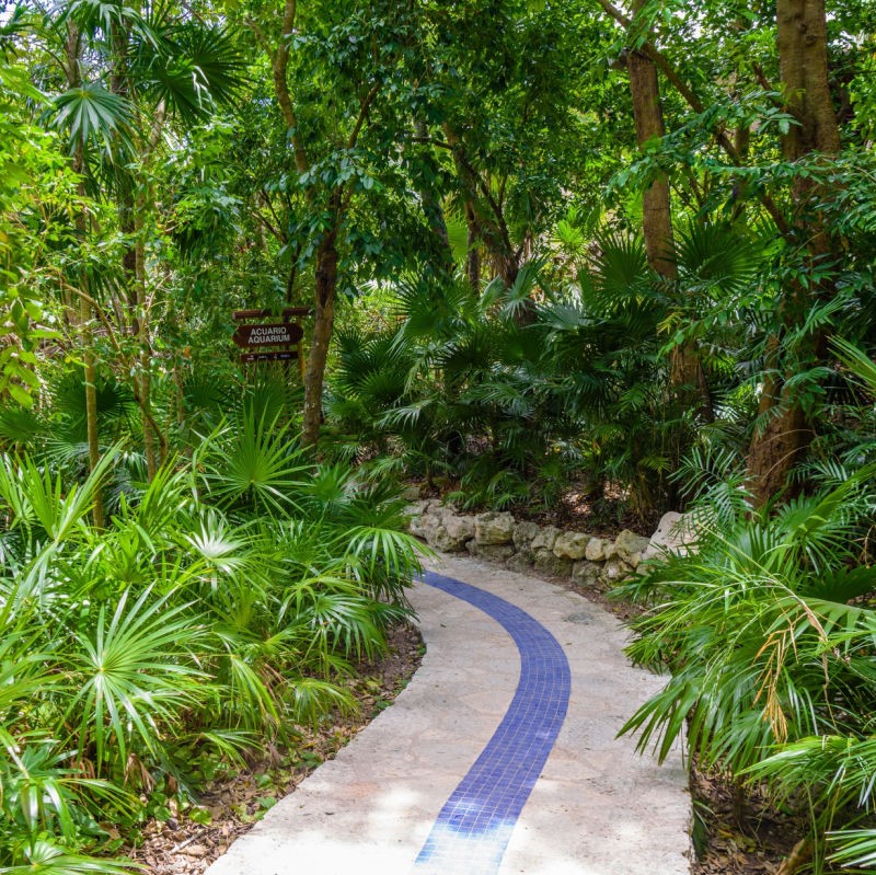 Walking into the Riviera Maya Jungle.