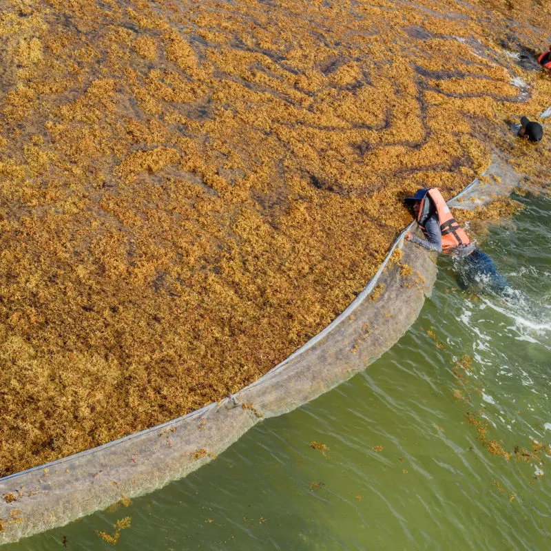 Sargassum barrier