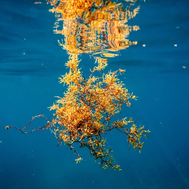 Sargassum floating in the water