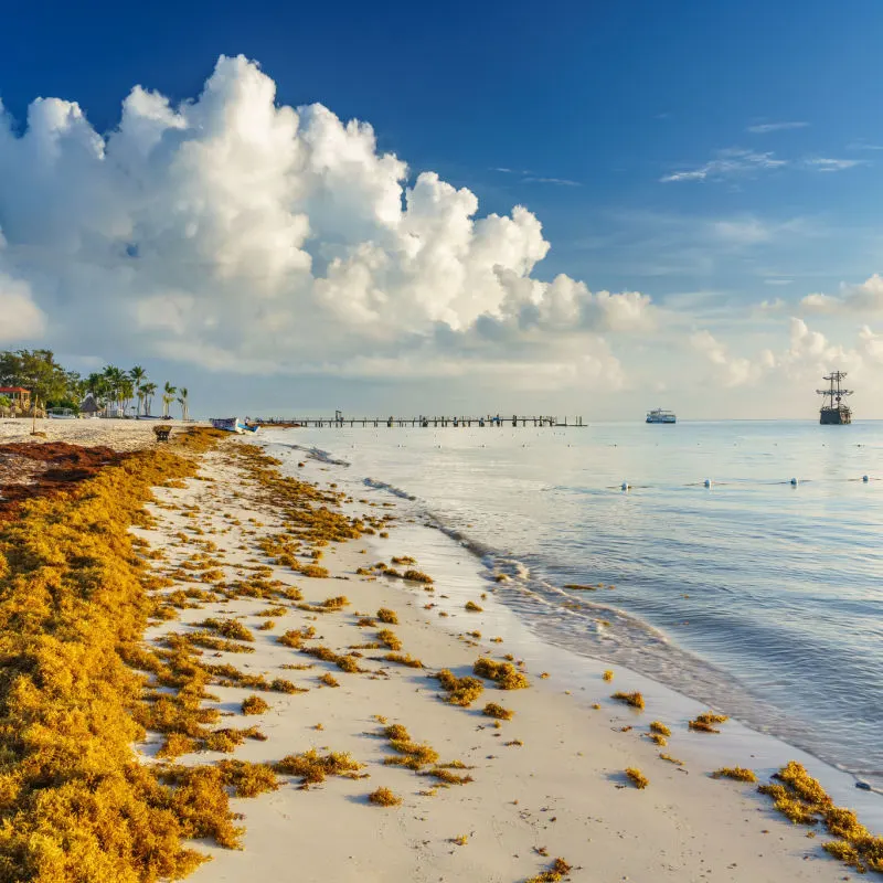 Sargassum on beach