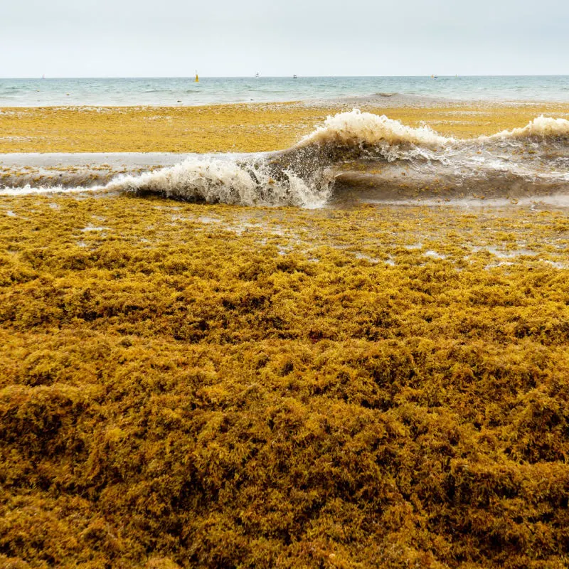 Sargassum wave