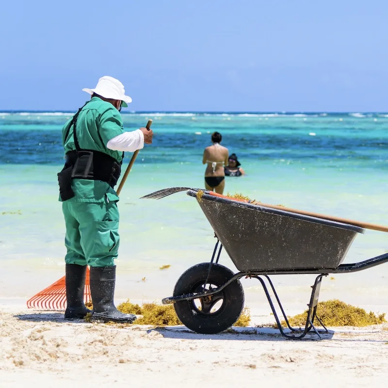 mexican worker seaweed sargassum beach