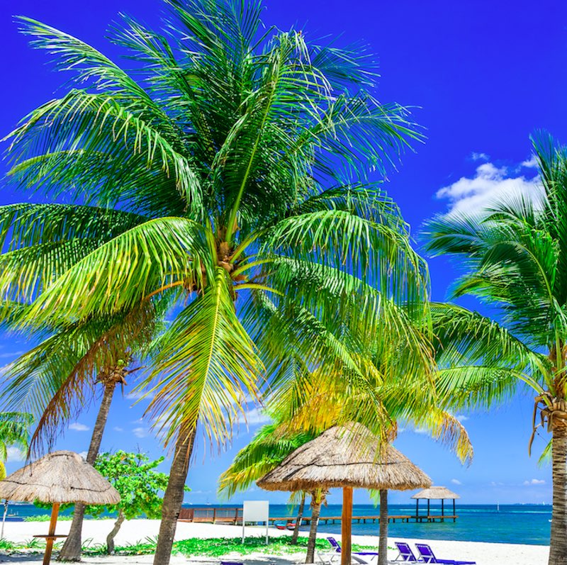 Tropical landscape with coconut palm on caribbean beach, Cancun, Yucatan Peninsula in Mexico.