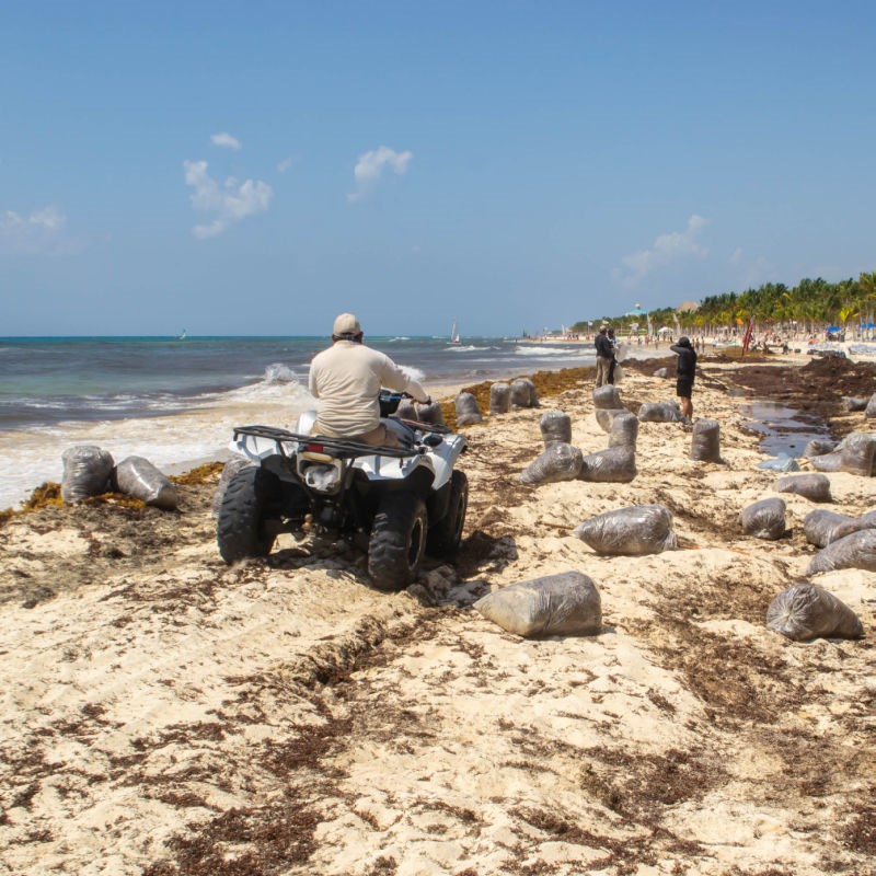 Cleanup of Sargassum on Playa del Carmen Beach with a man on the beach on an ATV.