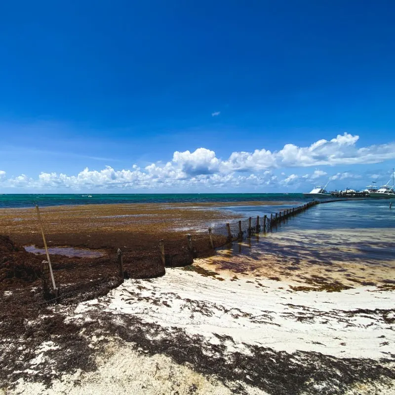 Massive Arrival of Sargassum on Playa del Carmen Beach.