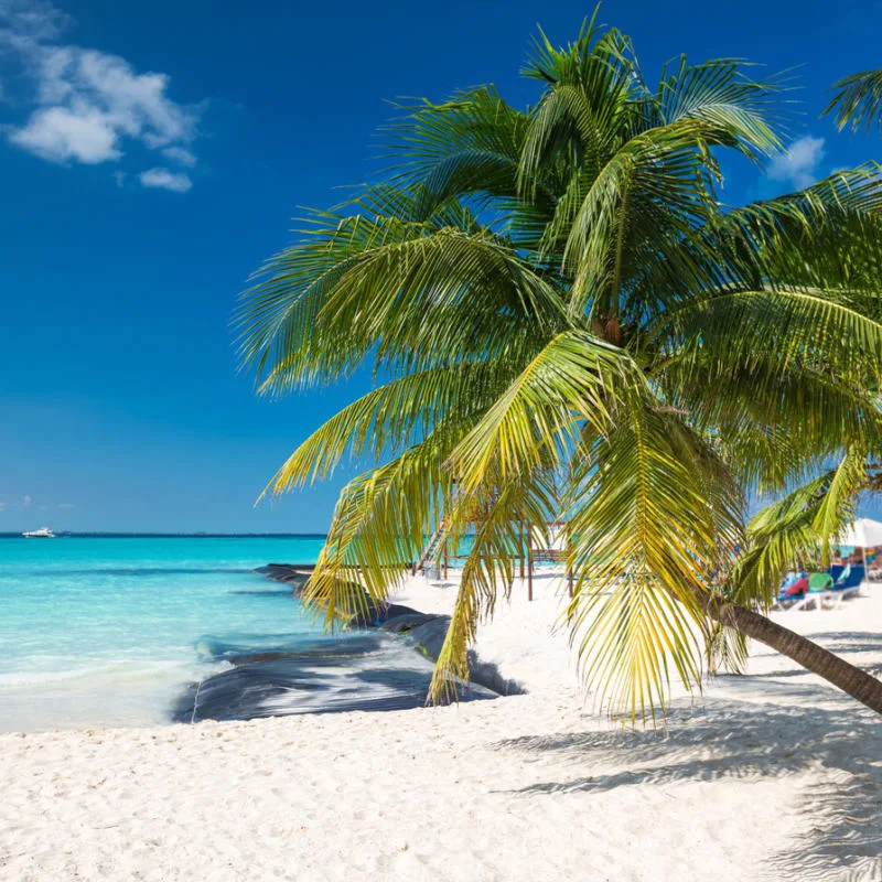 Stunning beach with palm trees and blue water