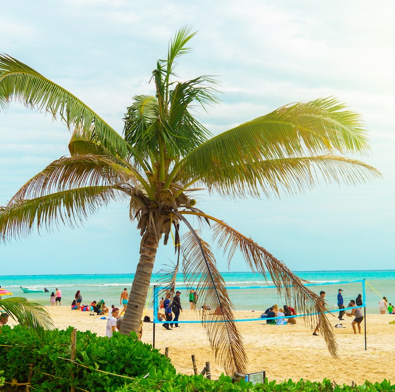 people playing volleyball on a beach in Playa del Carmen, large palm tree in the foreground