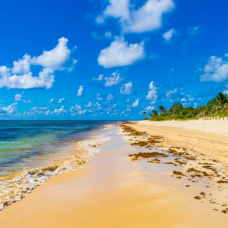 Playa del Carmen Beach with Sargassum under a bright blue sky.