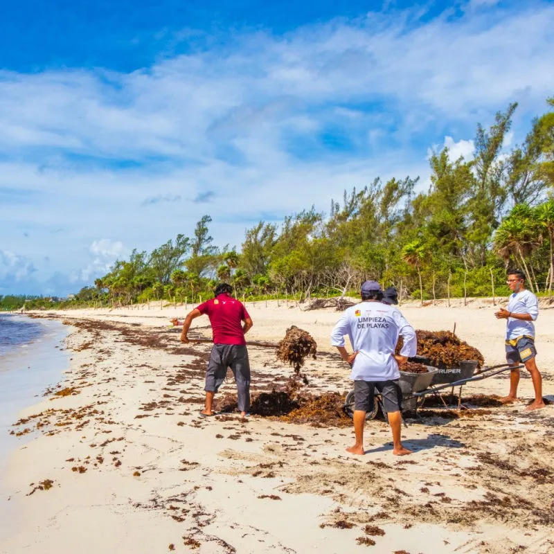 Workers Cleaning Sargassum from Playa del Carmen Beach wit wheelbarrows and shovels.