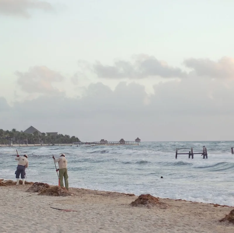 cancun workers clean beach sargassum hotel sea