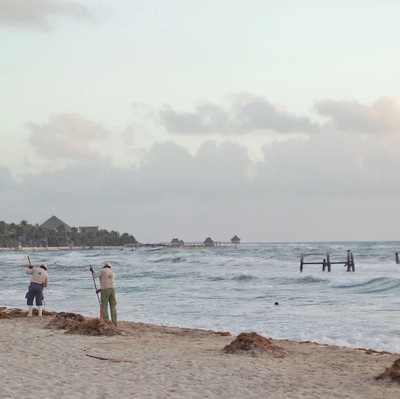 cancun workers beach sargassum hotel sea