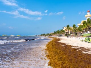 Cancun Coast Receives First Sargassum Of 2023
