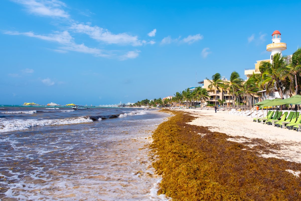 Cancun Coast Receives First Sargassum Of 2023 Cancun Sun