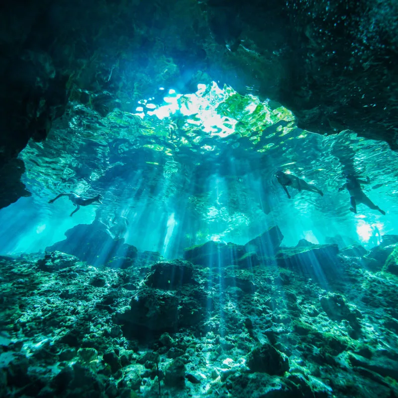 A freshwater denote from underneath with blue colors