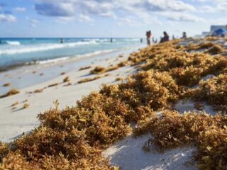 Latest Study Suggests Less Sargassum On Cancun Beaches In 2023 feat