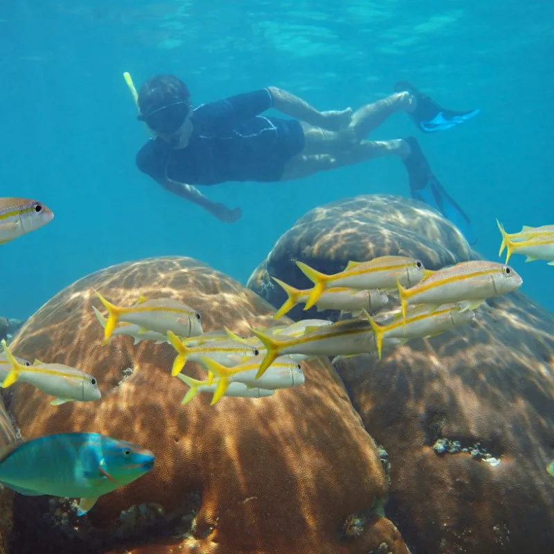 Person Surrounded by Bright Colored Fish While Snorkeling in the Caribbean Sea