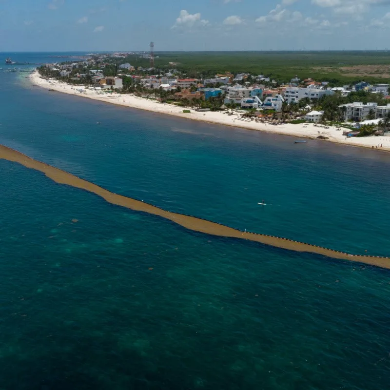 Sargassum Barrier in Cancun, with houses and resorts in the background.