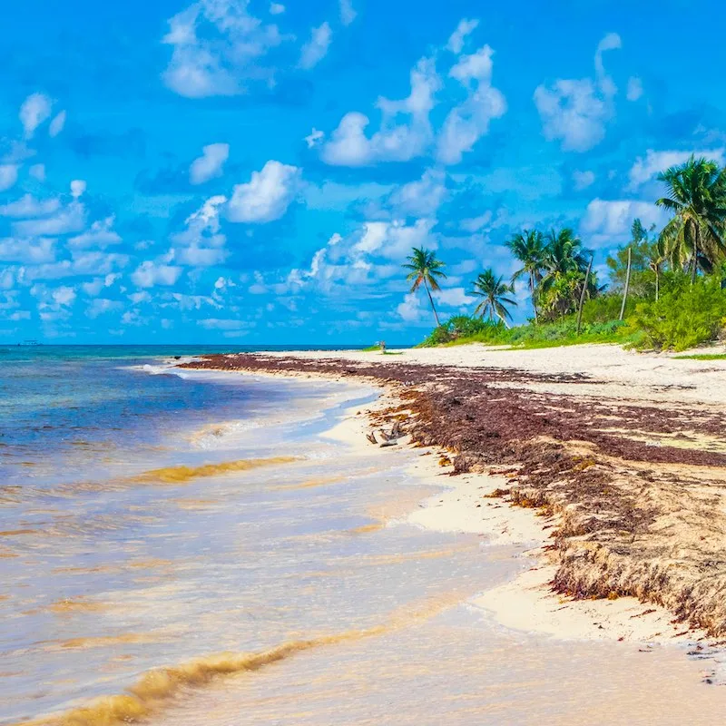 Tropical mexican beach landscape panorama with clear turquoise blue water and seaweed sargazo in Playa del Carmen Mexico.