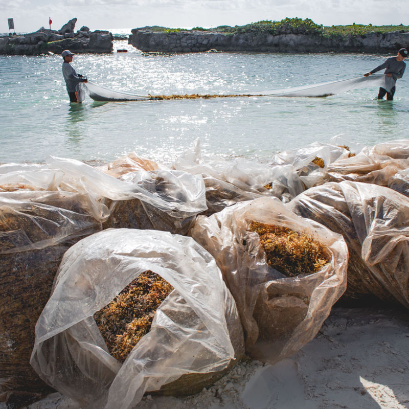 Bags of sargassum being cleared from a local Cancun beach