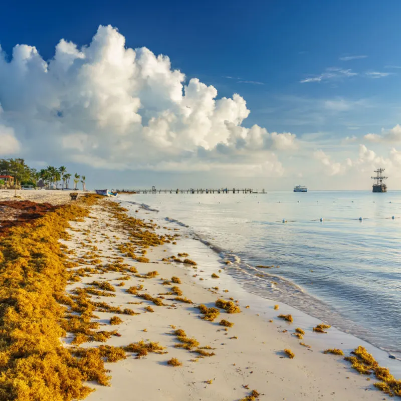 A beach covered by sargassum seaweed in Cancun