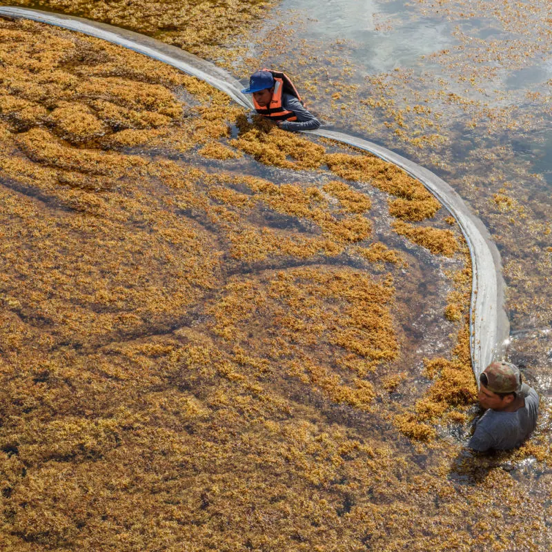 Massive quantities of sargassum seaweed at a Mexican Caribbean beach