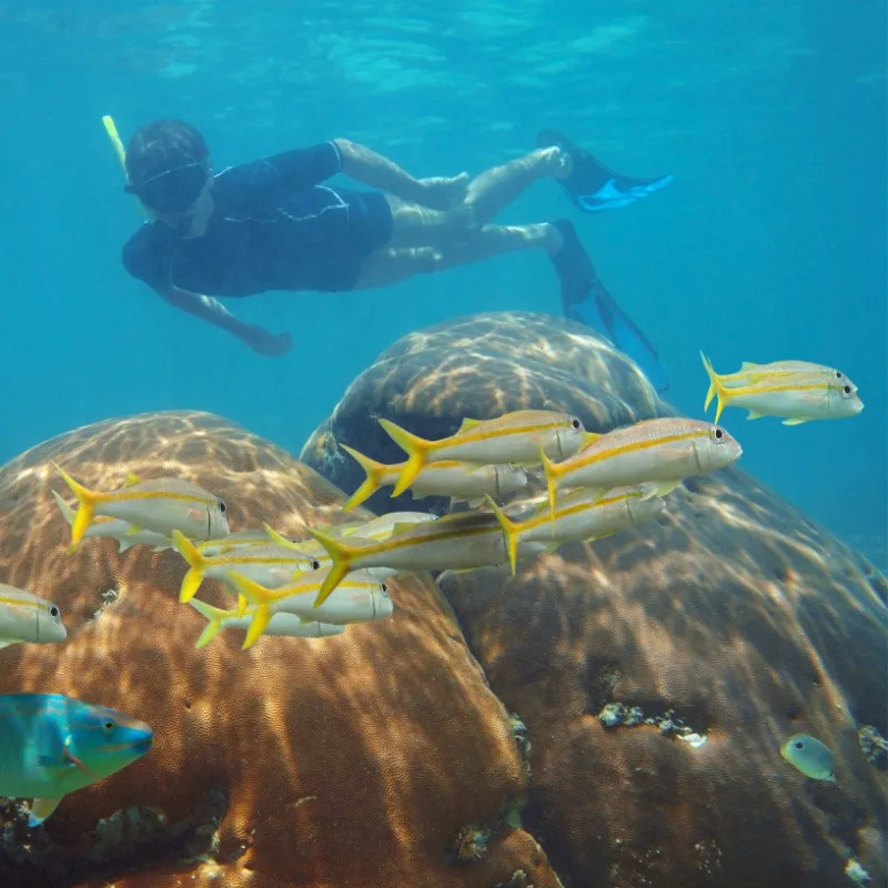 Snorkeling in the Caribbean Sea with Colorful Fish Swimming Around