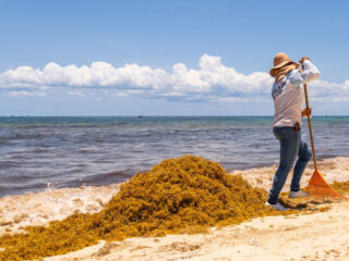 The 7 Cancun Beaches Most Affected By Sargassum So Far In 2023