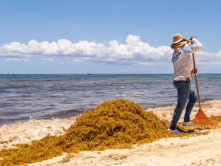The 7 Cancun Beaches Most Affected By Sargassum So Far In 2023