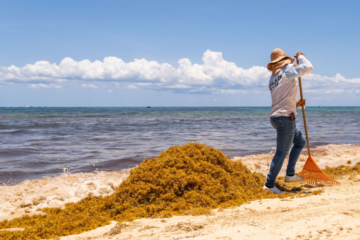 The 7 Cancun Beaches Most Affected By Sargassum So Far In 2023 - Cancun Sun