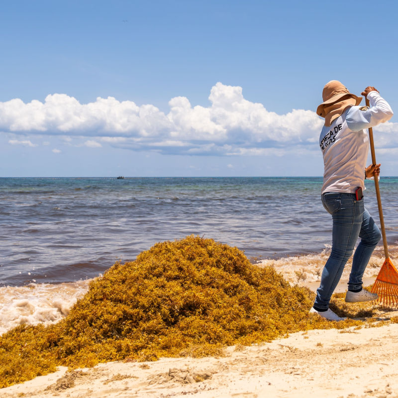 A local employee cleaning sargassum from a Cancun beach 