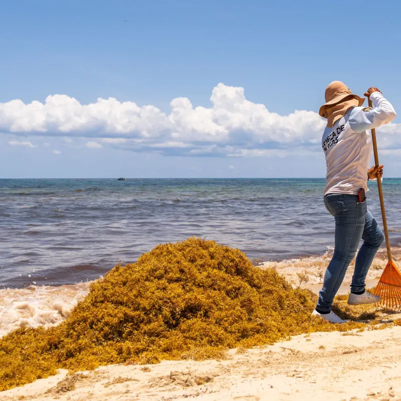 A local employee cleaning sargassum from a Cancun beach