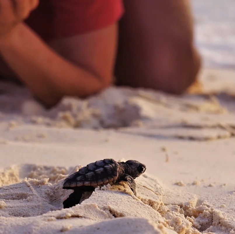 baby sea turtle beach