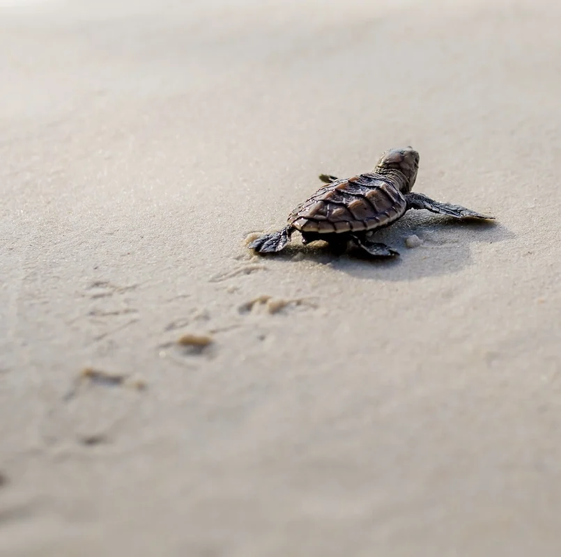 baby sea turtle crawling beach