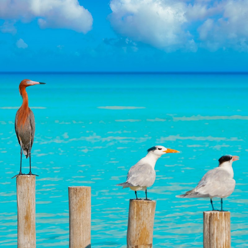 Royal Caspian terns and Reddish Egret heron birds in Caribbean sea
