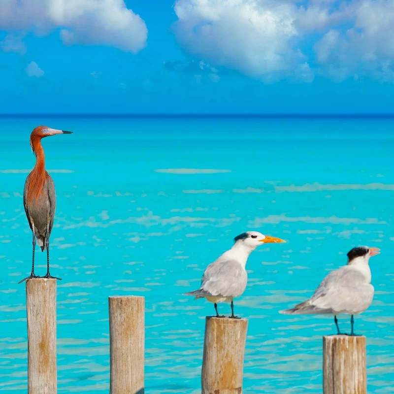 Royal Caspian terns and Reddish Egret heron birds in Caribbean sea