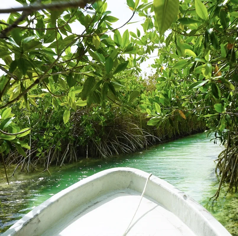 mangrove tour cancun