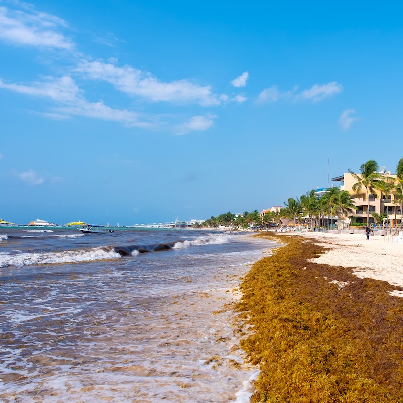 PLAYA DEL CARMEN,MEXICO - APRIL 19,2019 : The beach at Playa del Carmen invaded by Sargassum seaweed.